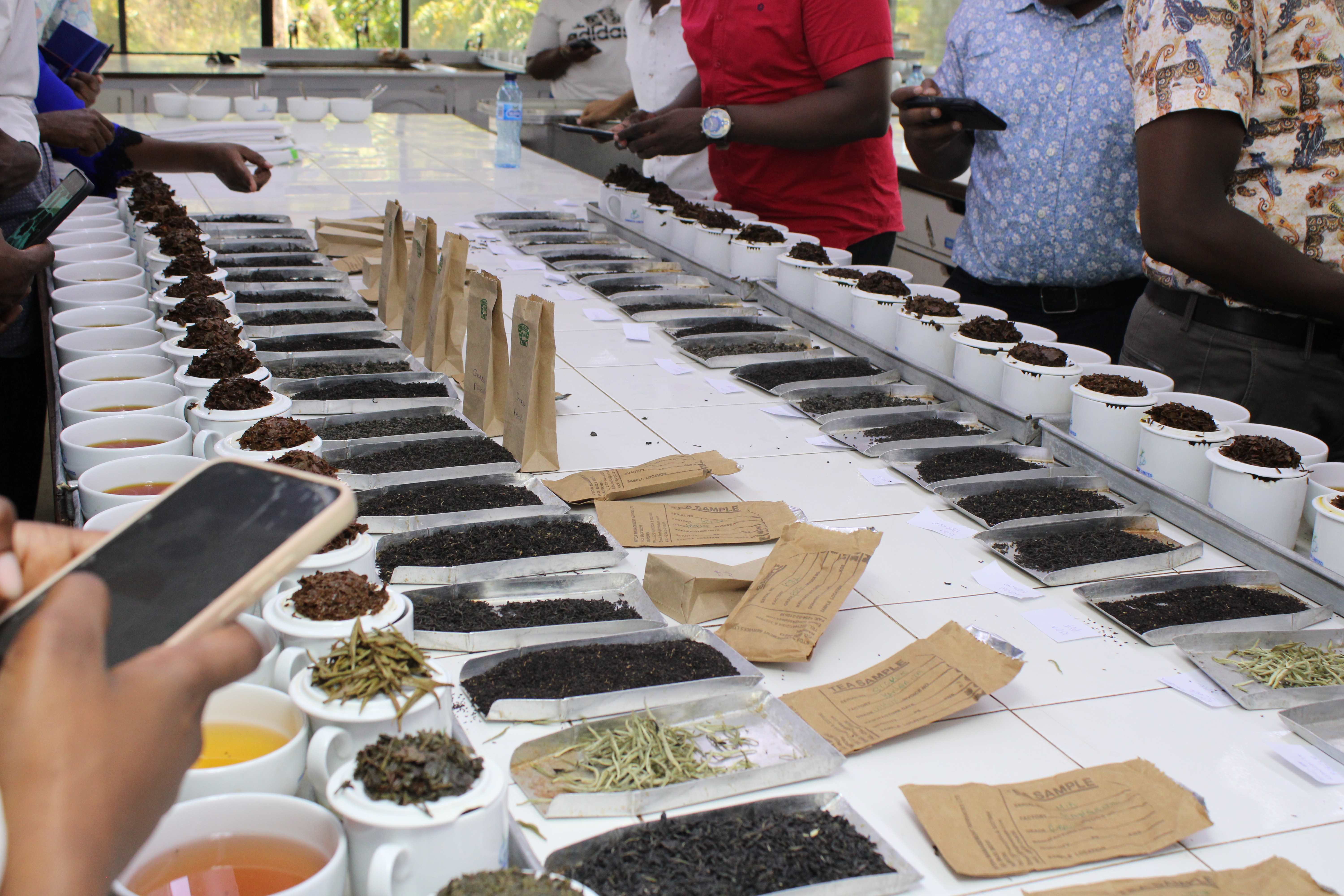 Tea plantation in East Africa